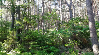 20170625_072703.mp4