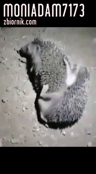received_1964210880266442.mp4