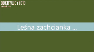 Leśna zachcianka ...