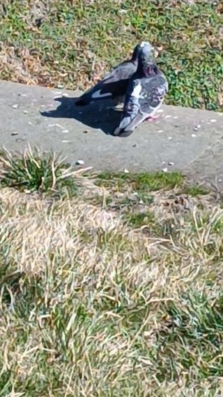 VID_20230318_131848.mp4