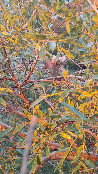 VID_20240717_210438.mp4
