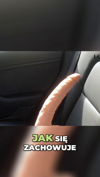 Dildos vs Tesla - robimy test :)